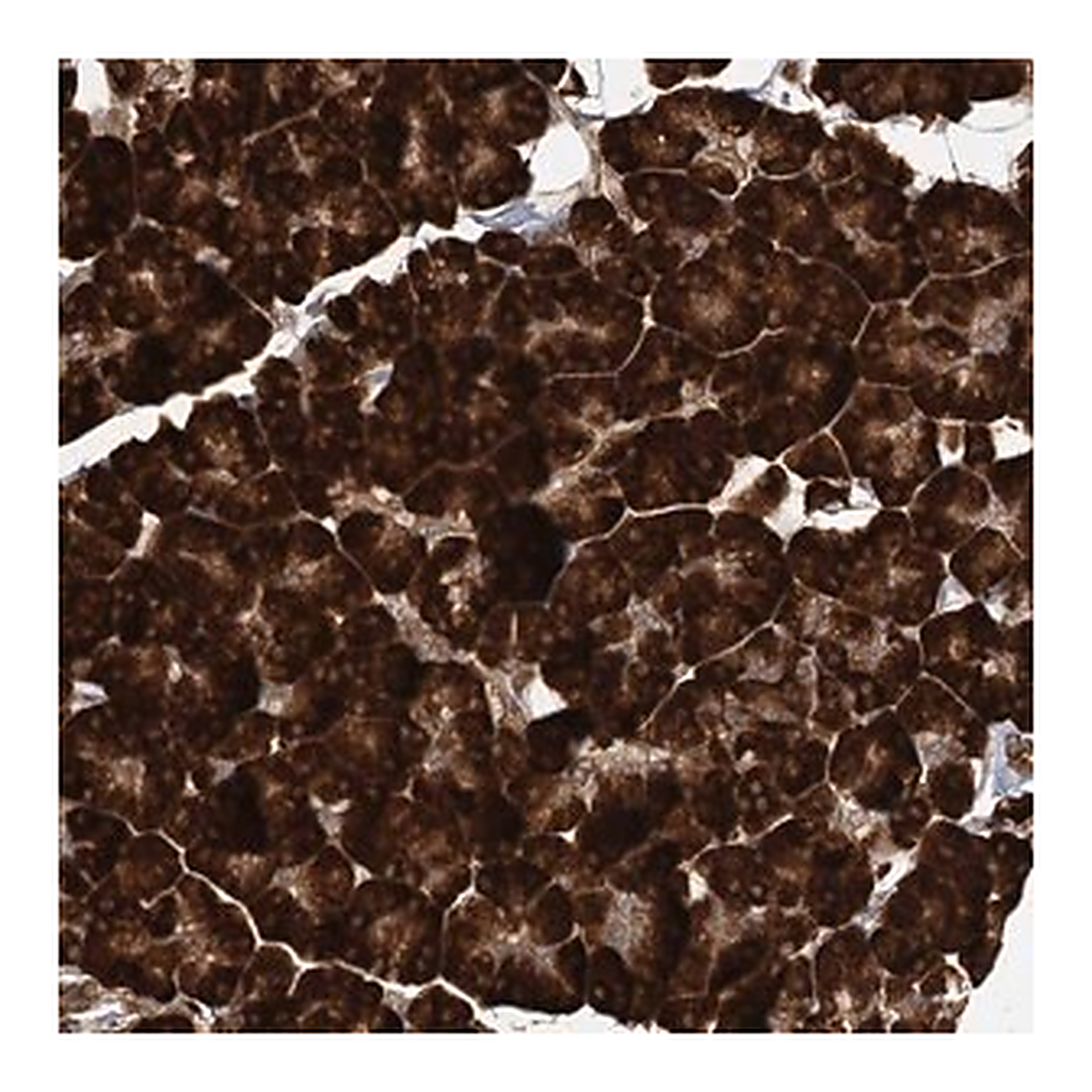 Merck Anti-DNAJB14 antibody produced in rabbit