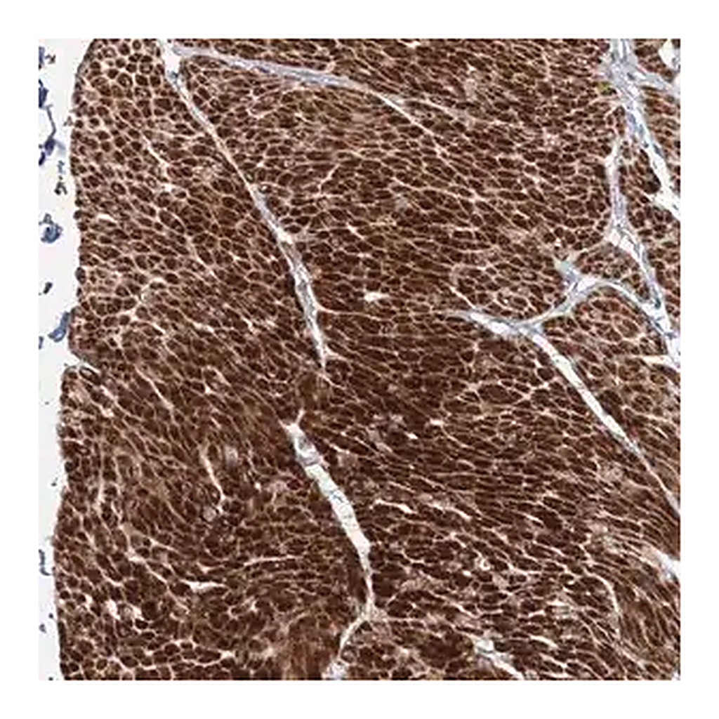 Merck Anti-FAM155B antibody produced in rabbit