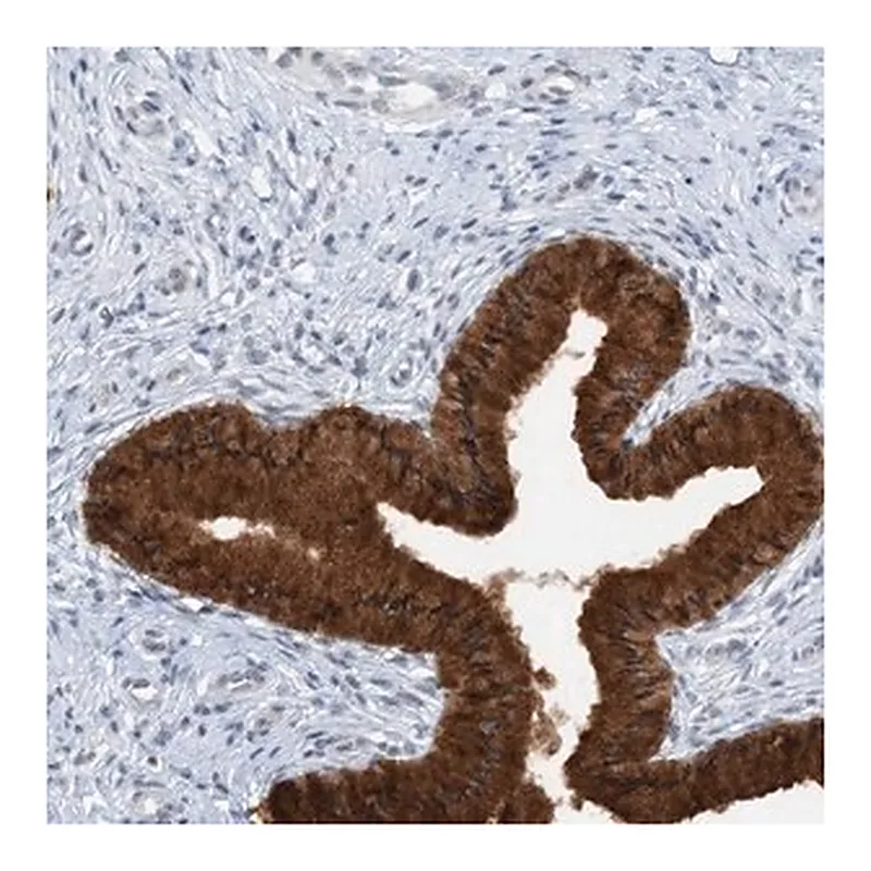 Merck Anti-ASCL4 antibody produced in rabbit
