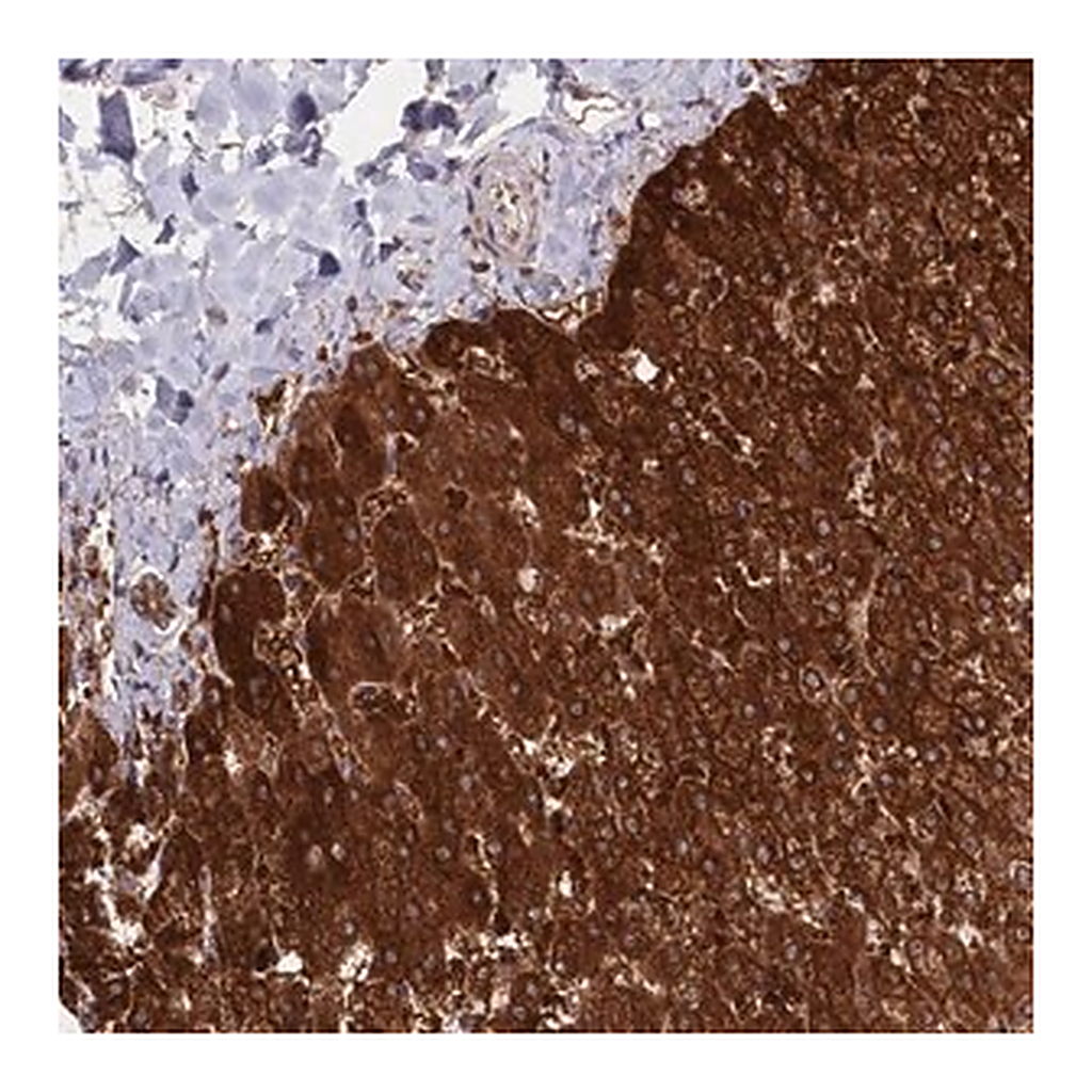 Merck Anti-ASNSD1 antibody produced in rabbit