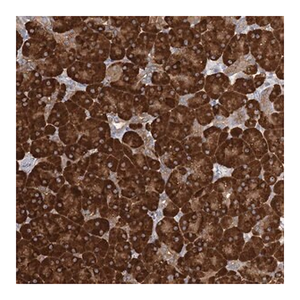 Merck Anti-FAM110C antibody produced in rabbit