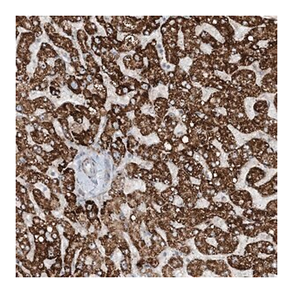 Merck Anti-MITD1 antibody produced in rabbit
