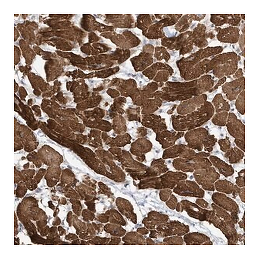 Merck Anti-ZNF654 antibody produced in rabbit