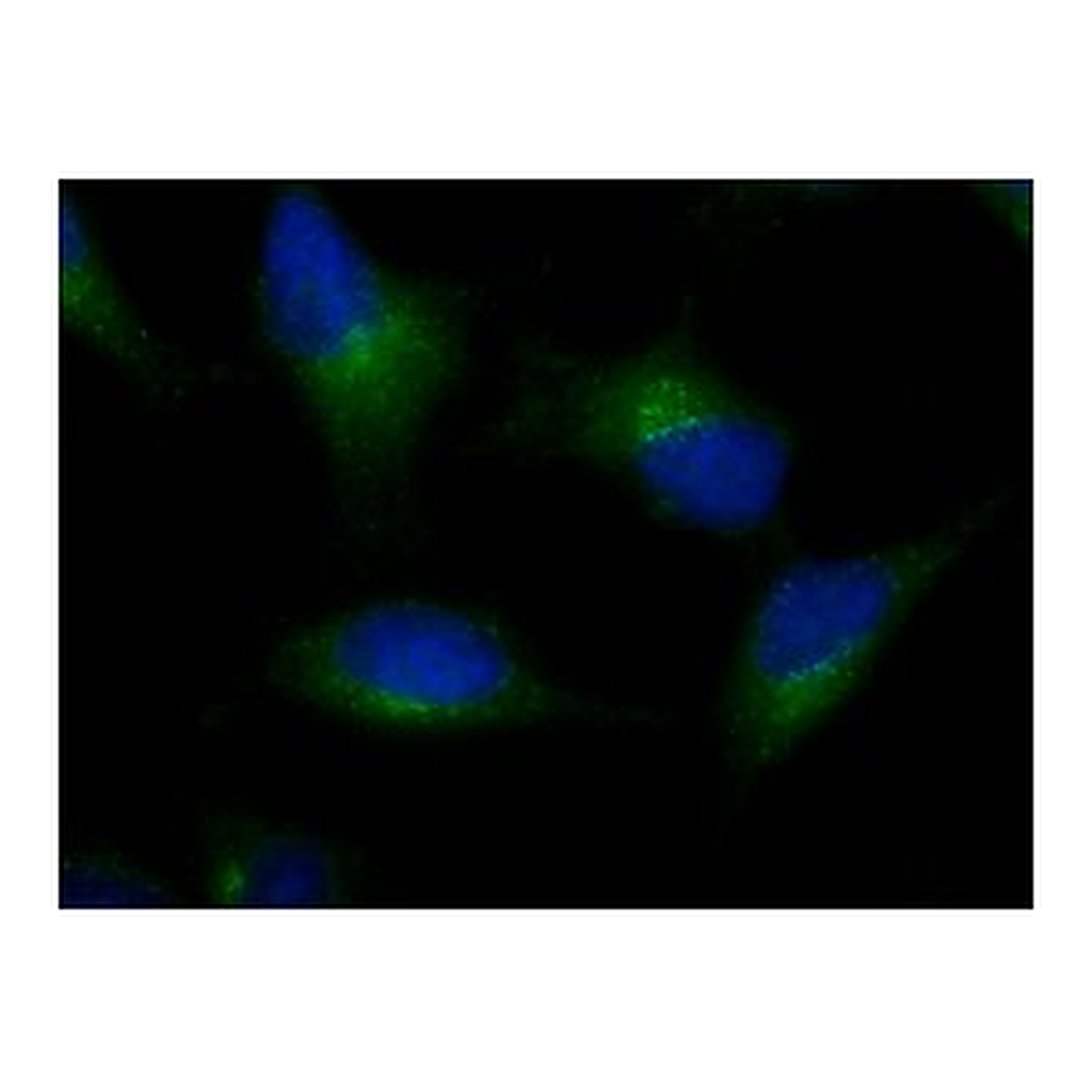 Merck Anti-AMSH-LP / STAMBPL1 (C-terminal) antibody produced in rabbit