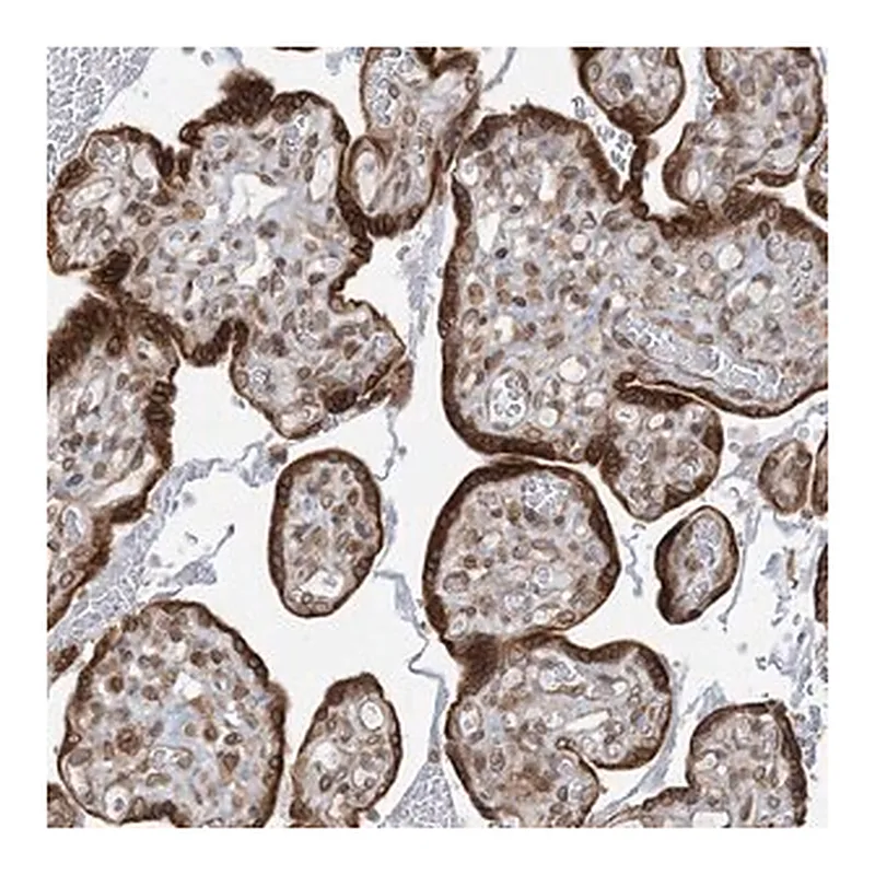 Merck Anti-WWP1 antibody produced in rabbit