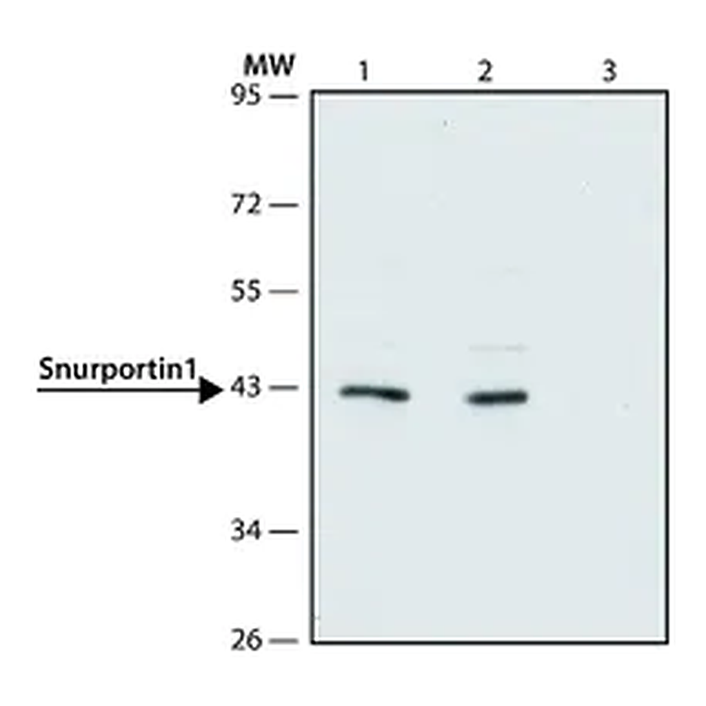 Merck Anti-Snurportin 1 (N-terminal) antibody produced in rabbit