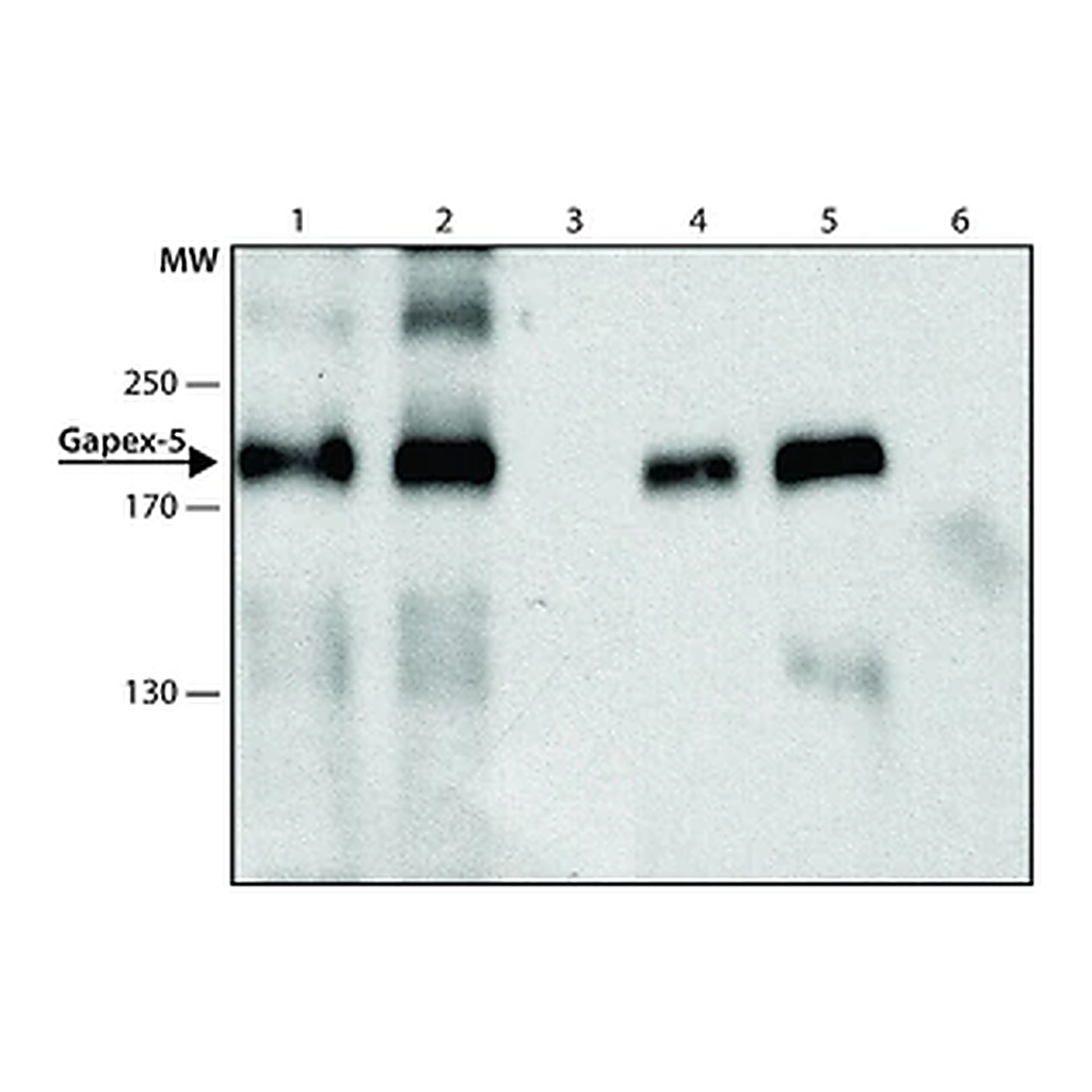 Merck Anti-Gapex-5 antibody produced in rabbit
