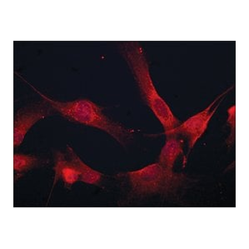 Merck Anti-Coronin 1B antibody produced in rabbit