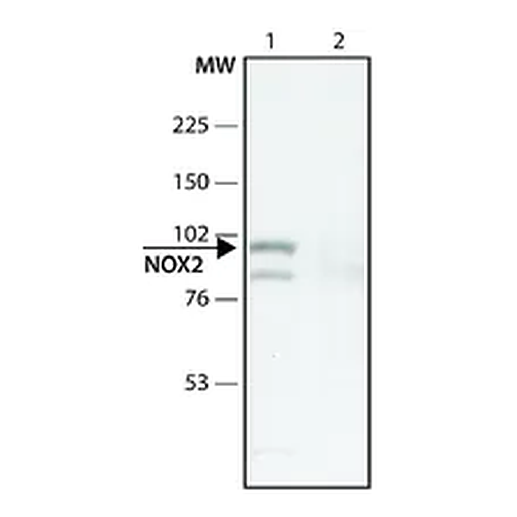 Merck Anti-CYBB antibody produced in rabbit