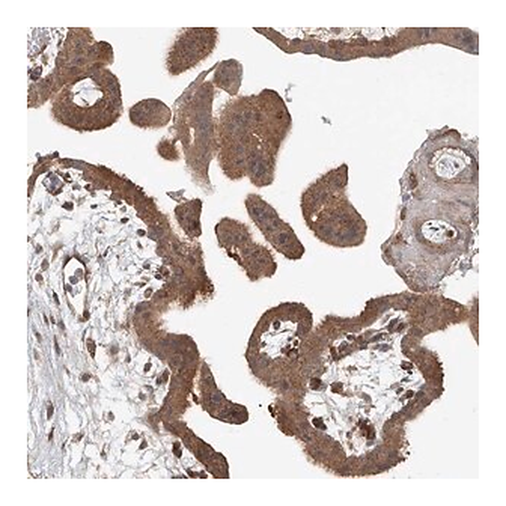 Merck Anti-SASH1 antibody produced in rabbit