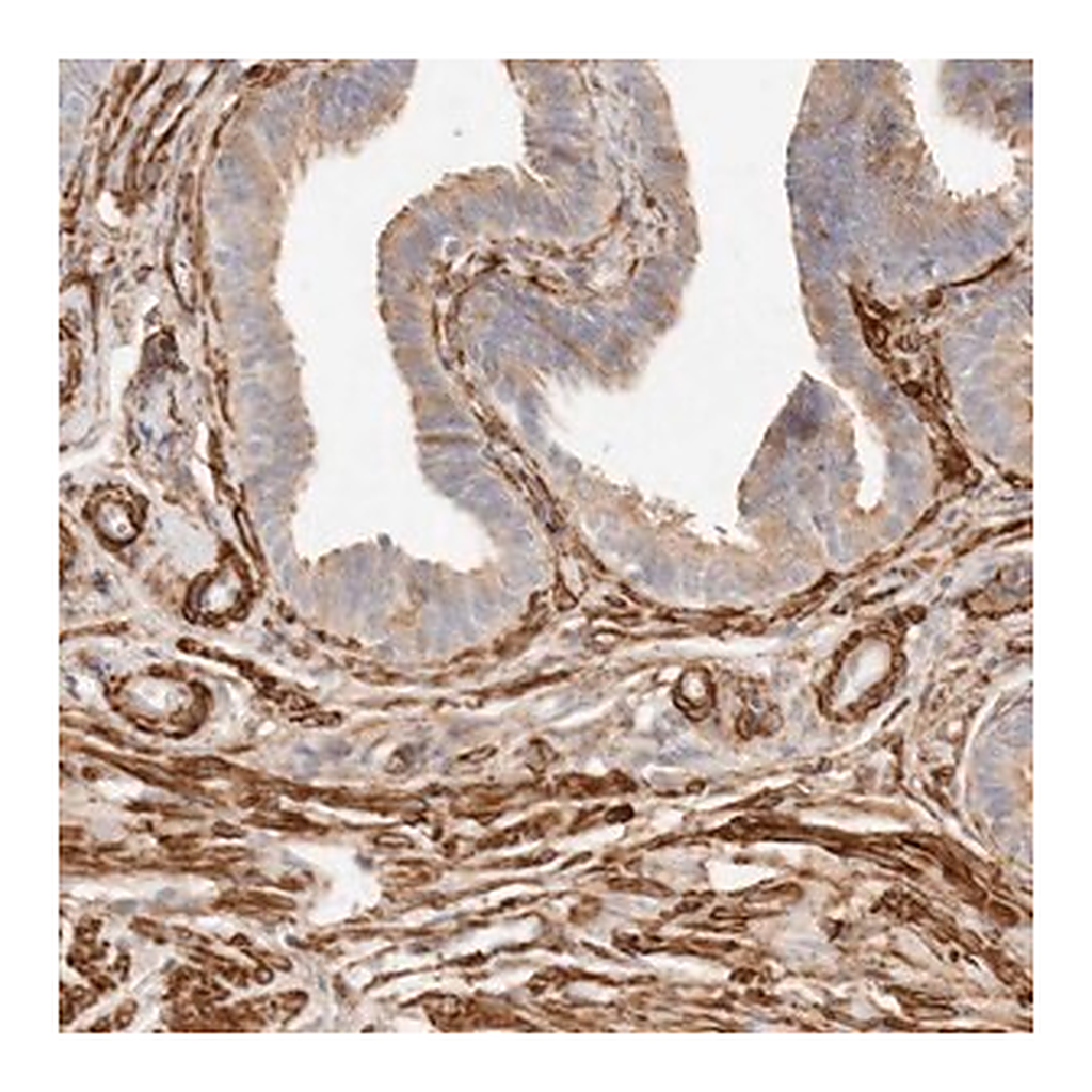 Merck Anti-TMTC2 antibody produced in rabbit