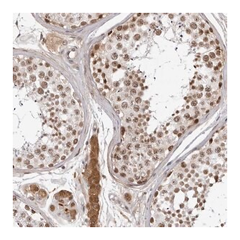 Merck Anti-CNBD1 antibody produced in rabbit