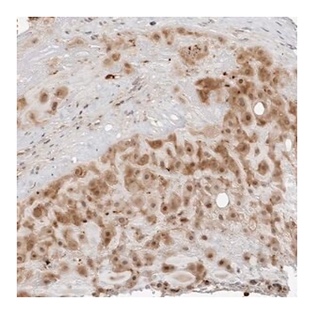 Merck Anti-RNF146 antibody produced in rabbit