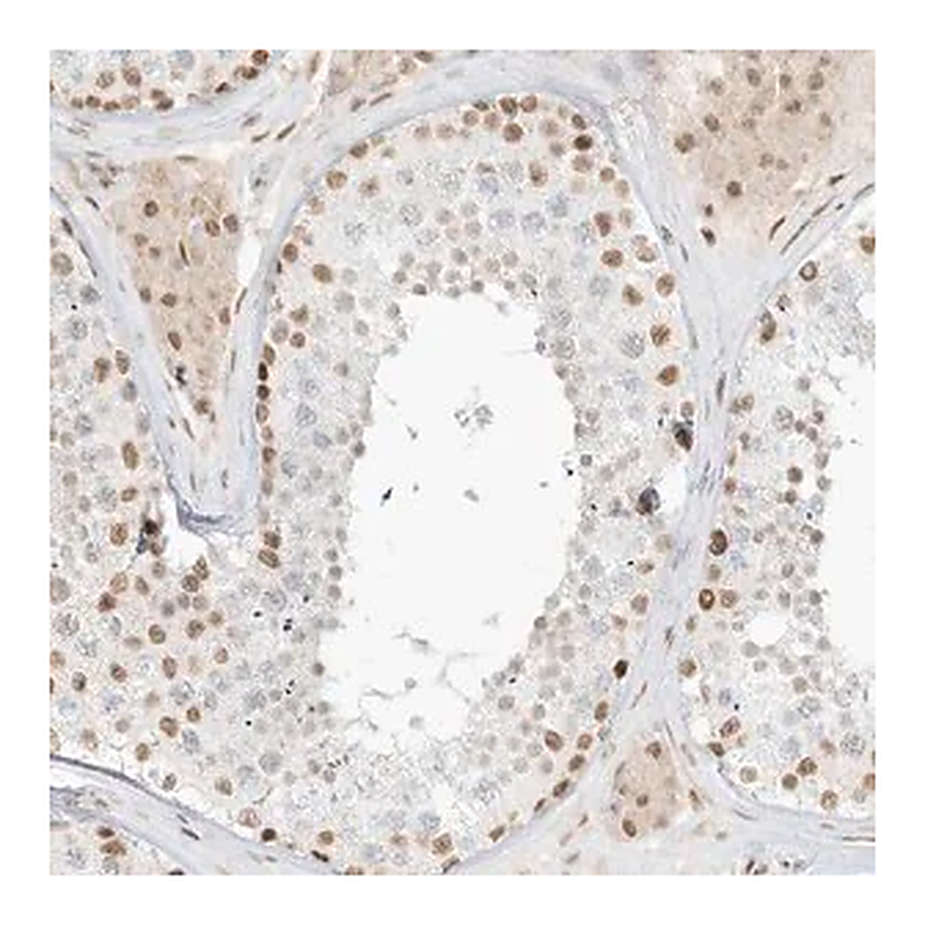 Merck Anti-NHSL1 antibody produced in rabbit