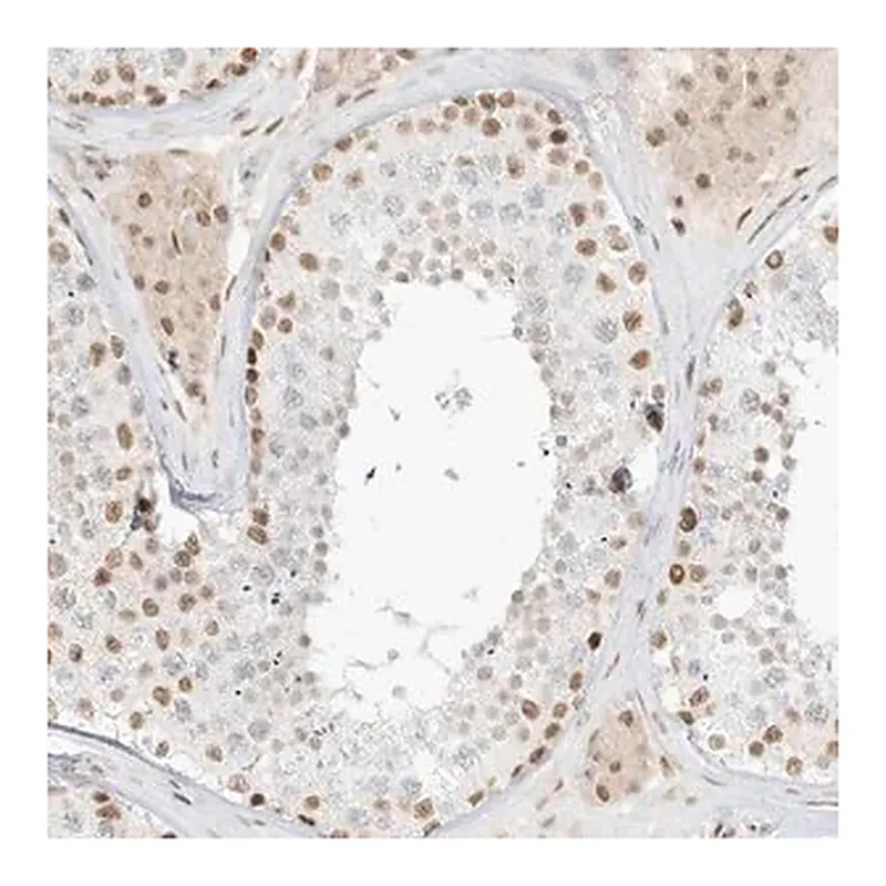 Merck Anti-NHSL1 antibody produced in rabbit