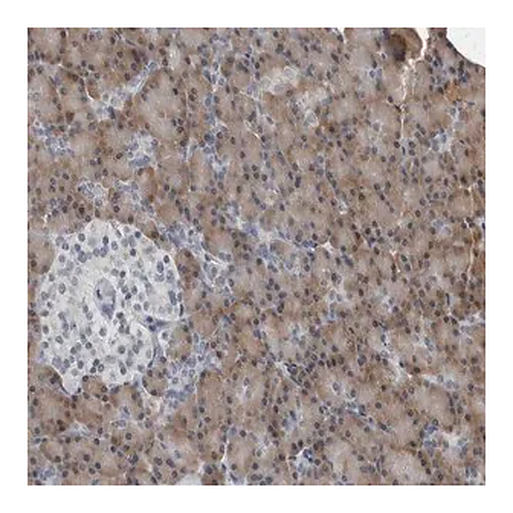 Merck Anti-SPINK1 antibody produced in rabbit