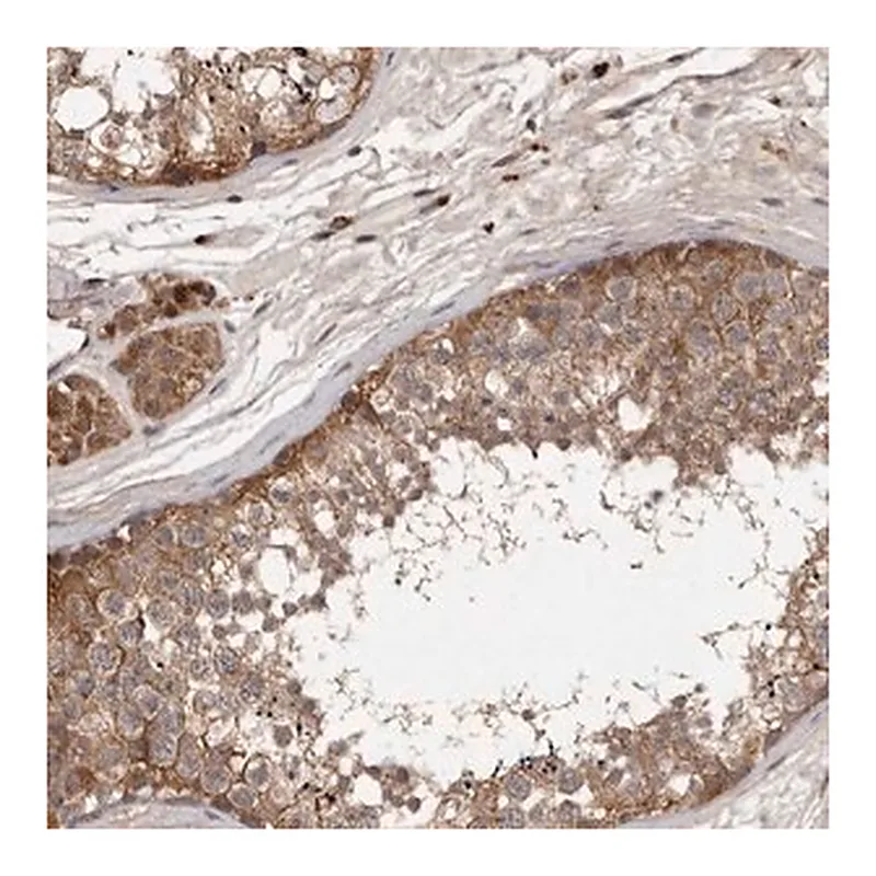 Merck Anti-DNAJC28 antibody produced in rabbit