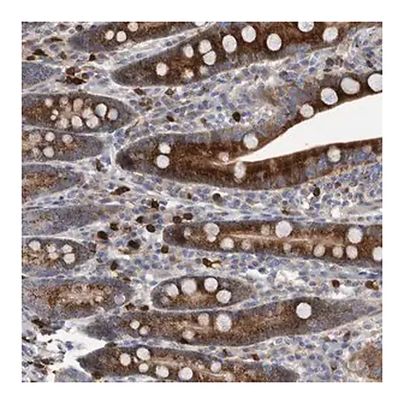 Merck Anti-CRISPLD2 antibody produced in rabbit