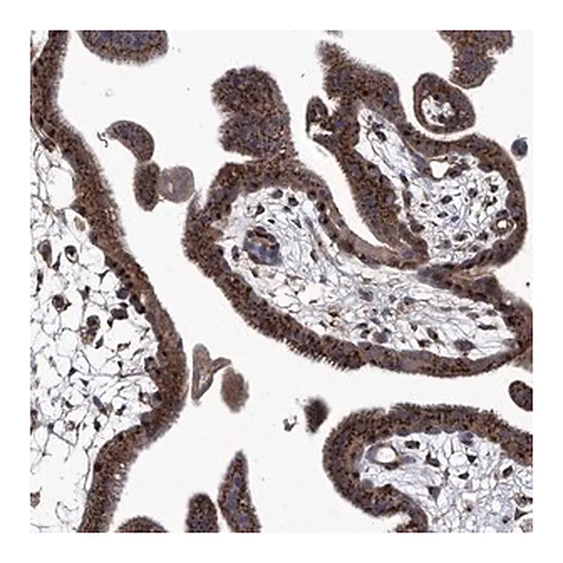 Merck Anti-TJAP1 antibody produced in rabbit