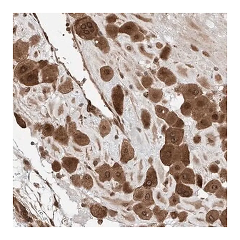Merck Anti-CEP162 antibody produced in rabbit