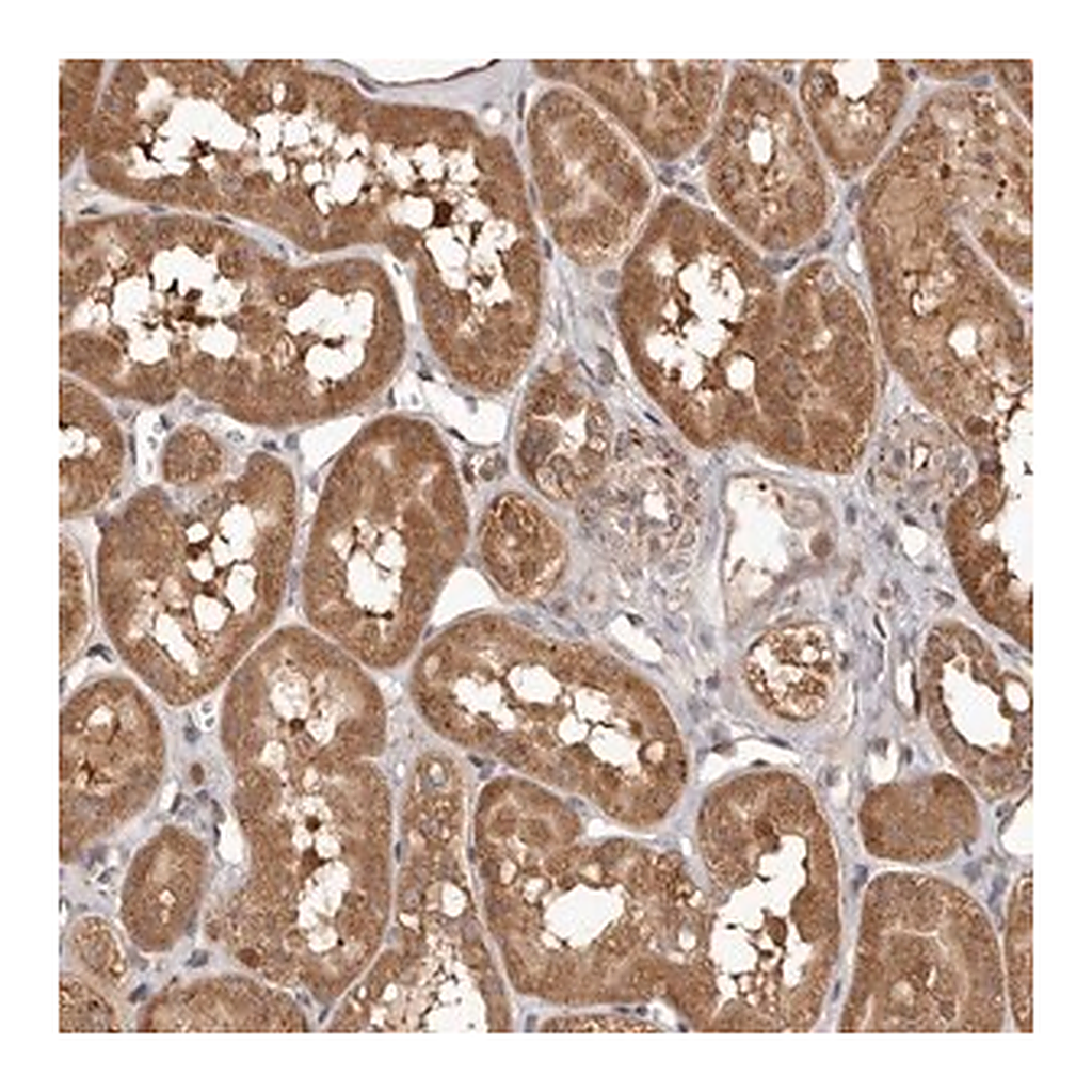 Merck Anti-MTO1 antibody produced in rabbit