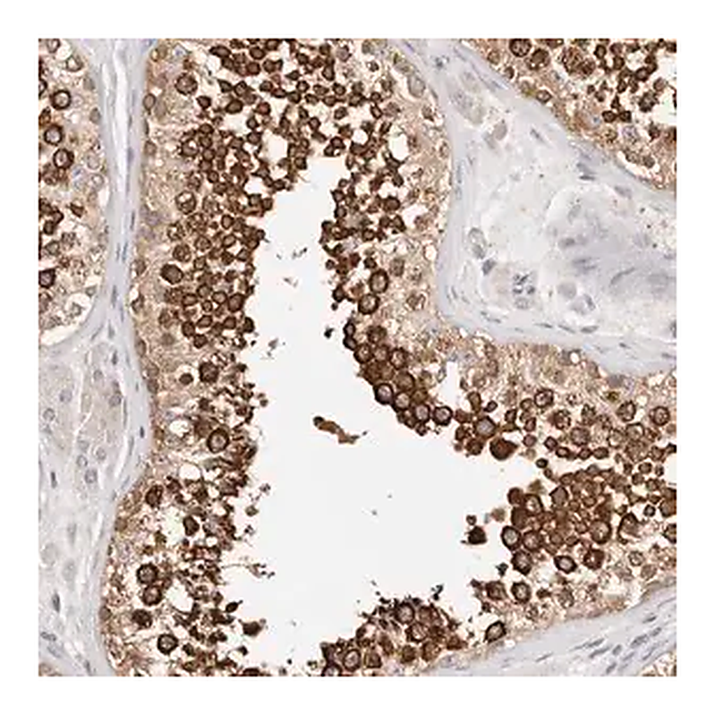 Merck Anti-AFDN antibody produced in rabbit