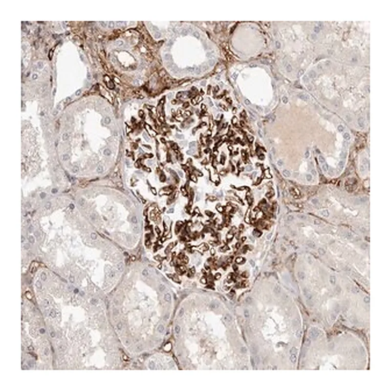 Merck Anti-LRRC66 antibody produced in rabbit