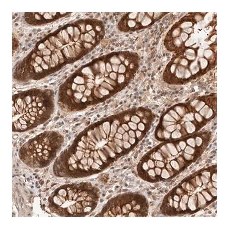 Merck Anti-HEXDC antibody produced in rabbit