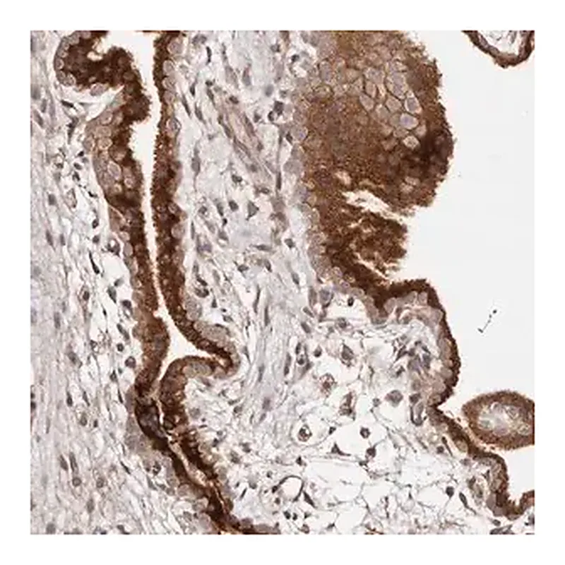 Merck Anti-DACT2 antibody produced in rabbit