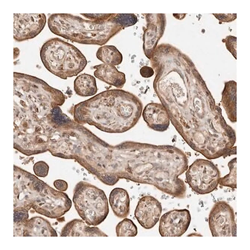 Merck Anti-DACT2 antibody produced in rabbit