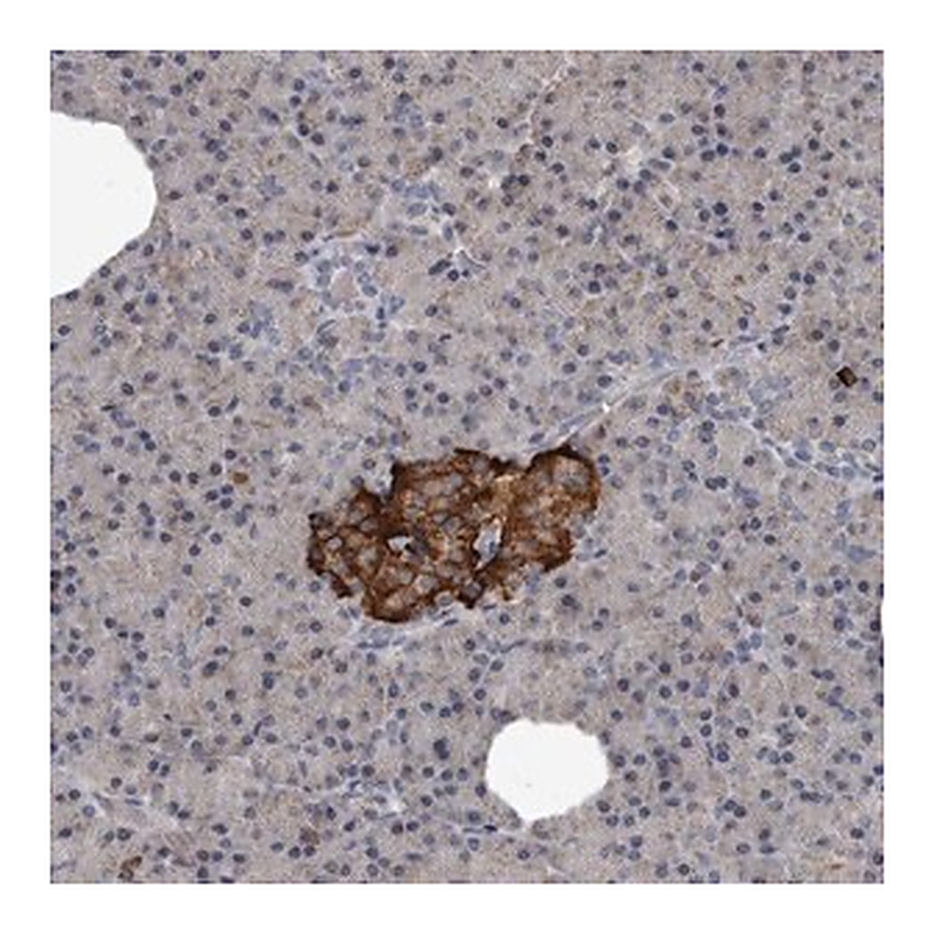 Merck Anti-GREB1 antibody produced in rabbit