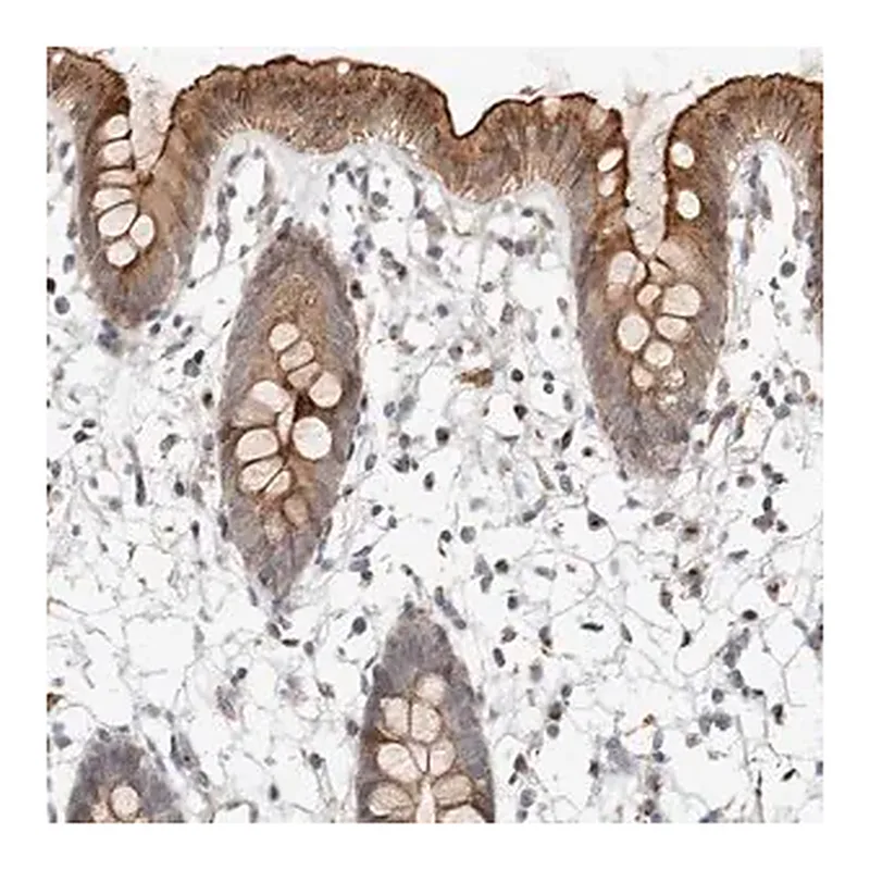 Merck Anti-NPY4R antibody produced in rabbit