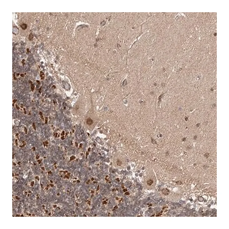 Merck Anti-USP49 antibody produced in rabbit
