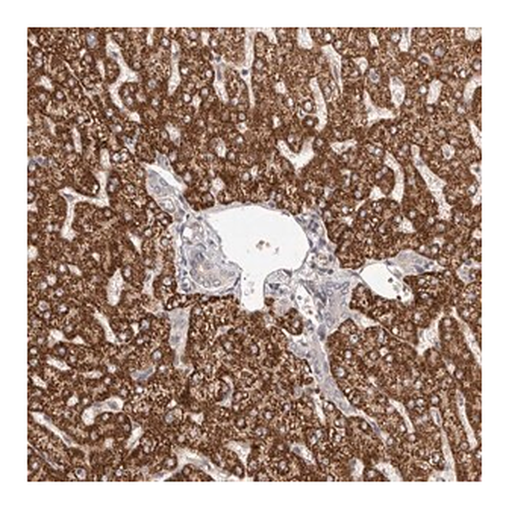Merck Anti-UBR2 antibody produced in rabbit