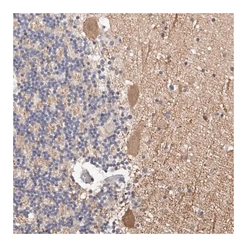 Merck Anti-DOPEY1 antibody produced in rabbit