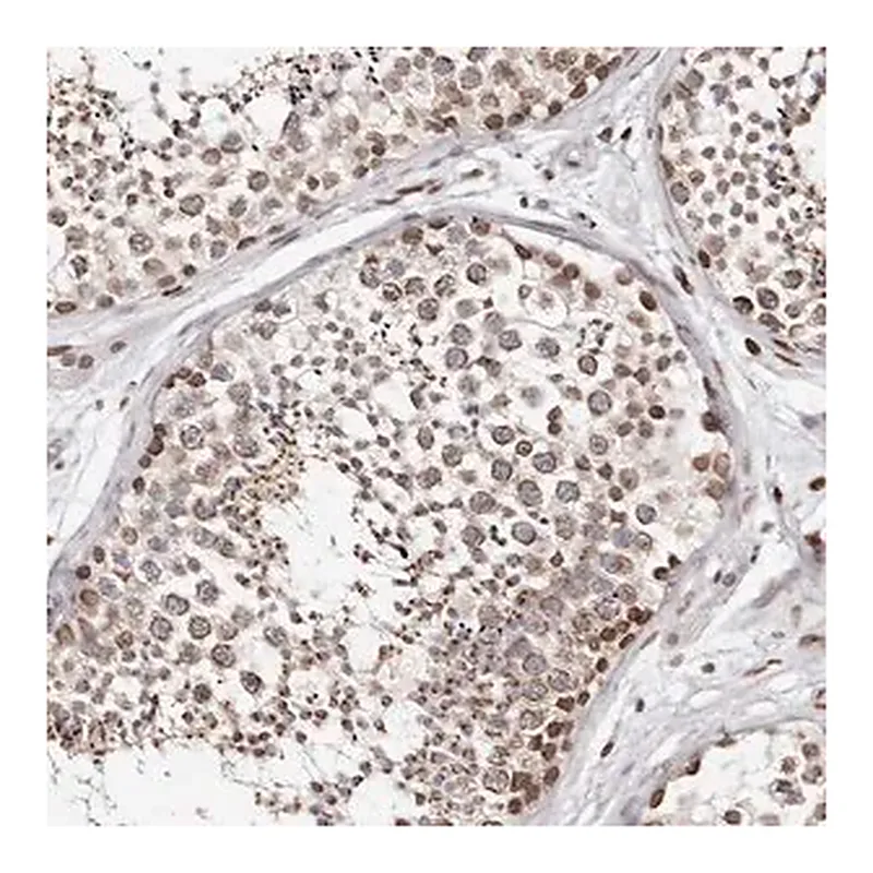Merck Anti-NUP153 antibody produced in rabbit