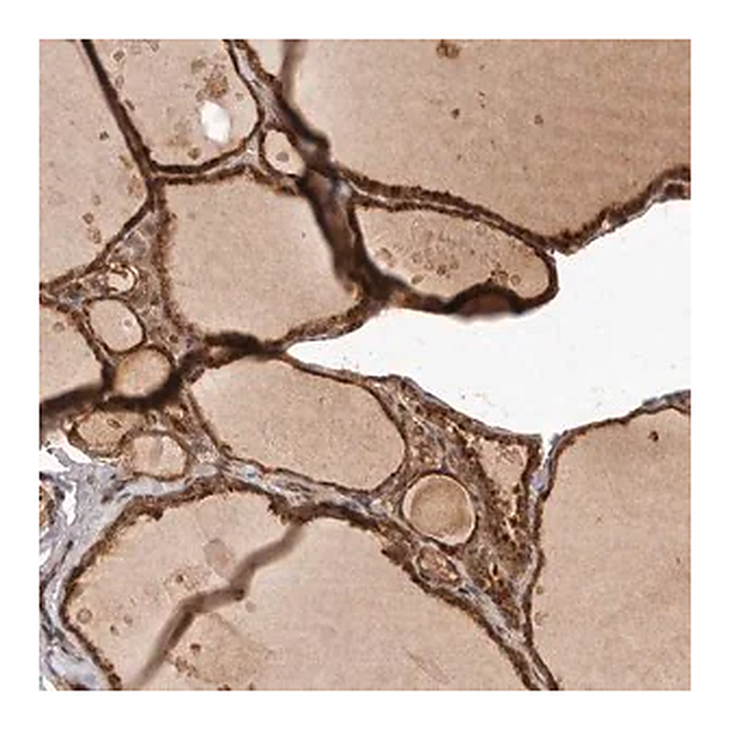 Merck Anti-UBR2 antibody produced in rabbit