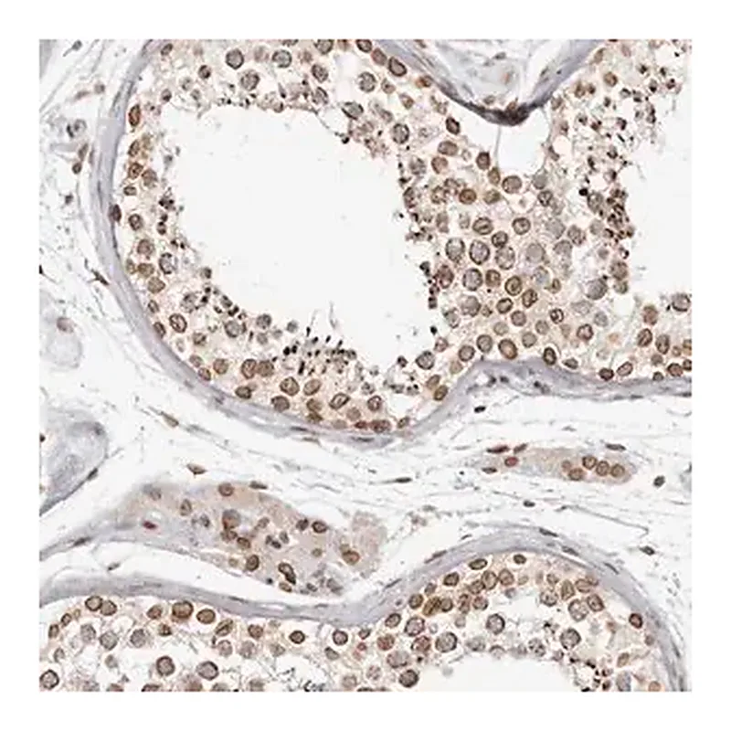 Merck Anti-NUP153 antibody produced in rabbit