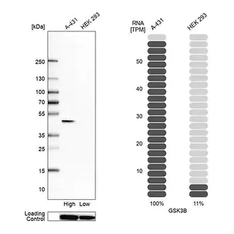 Merck Anti-GSK3B antibody produced in rabbit