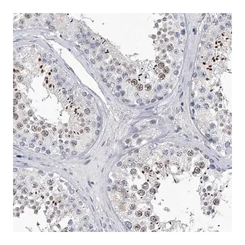 Merck Anti-C2orf83 antibody produced in rabbit