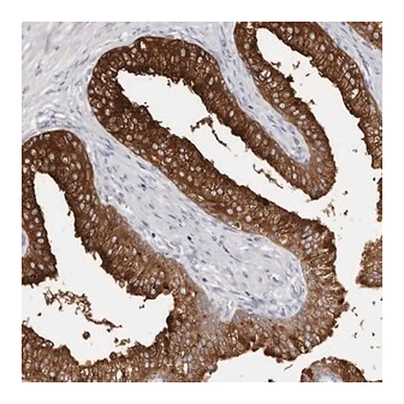 Merck Anti-AKNAD1 antibody produced in rabbit