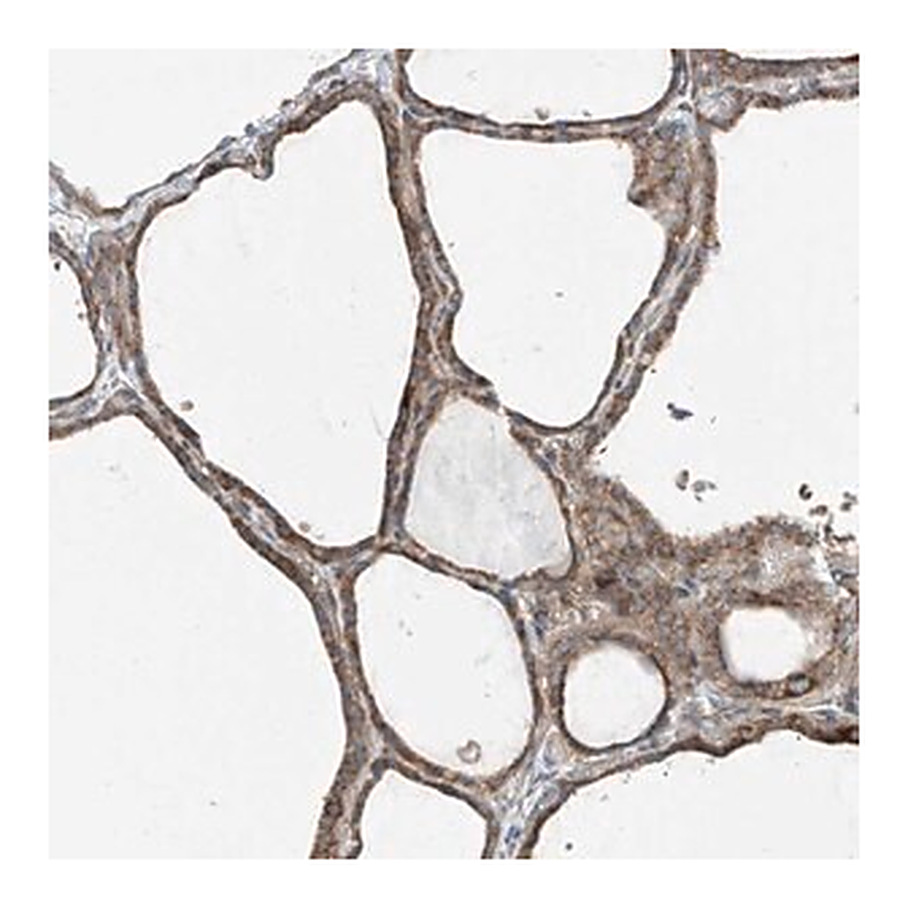 Merck Anti-PUM2 antibody produced in rabbit