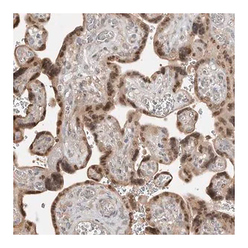 Merck Anti-TEAD3 antibody produced in rabbit