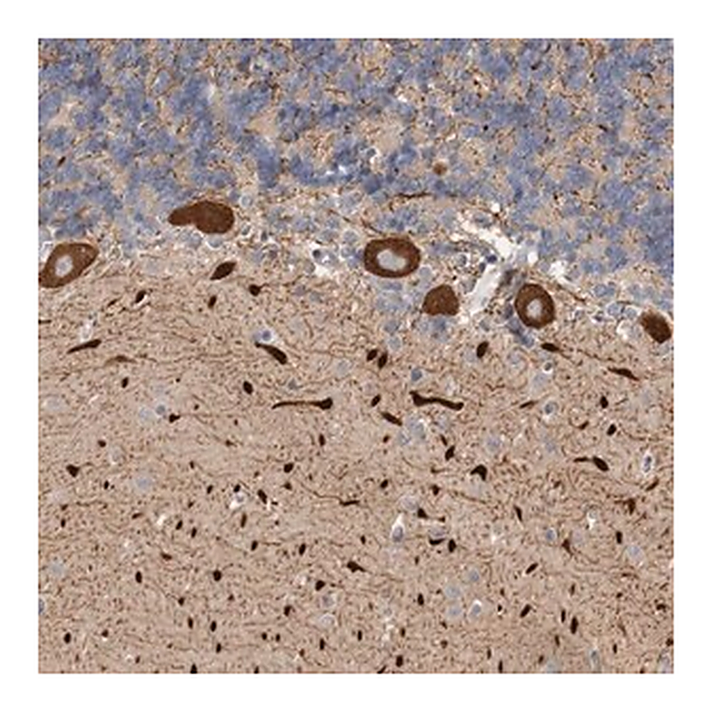 Merck Anti-KIF26B antibody produced in rabbit