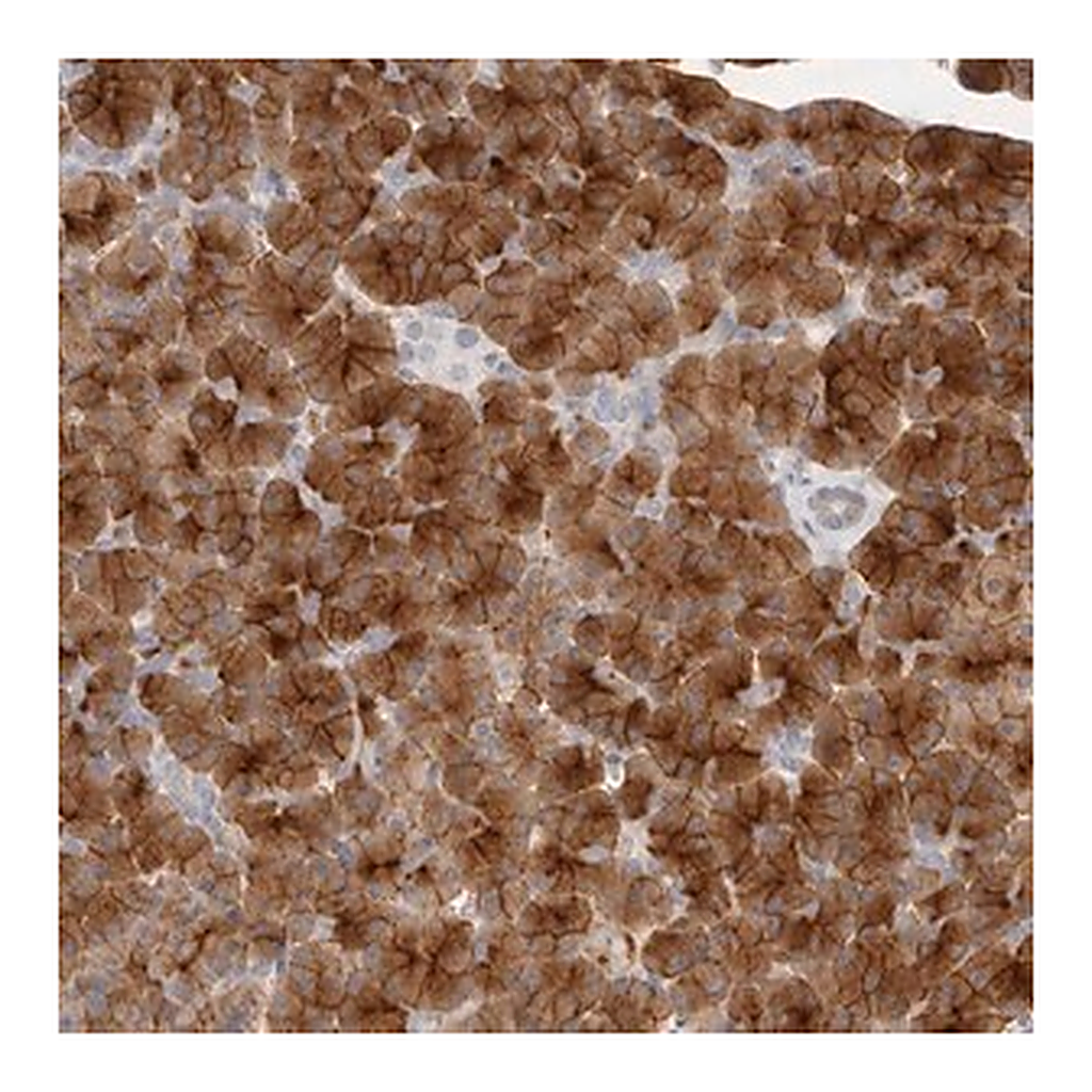 Merck Anti-FAM129A antibody produced in rabbit
