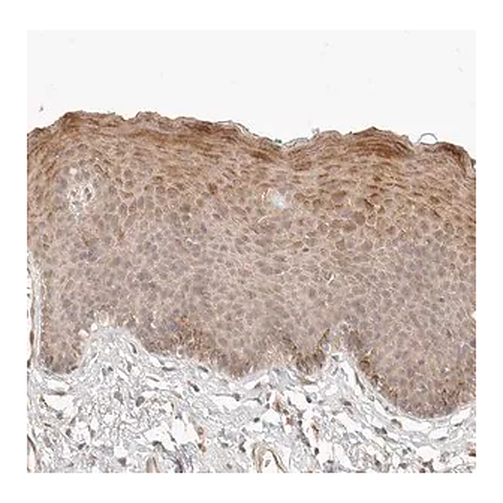 Merck Anti-TUFT1 antibody produced in rabbit