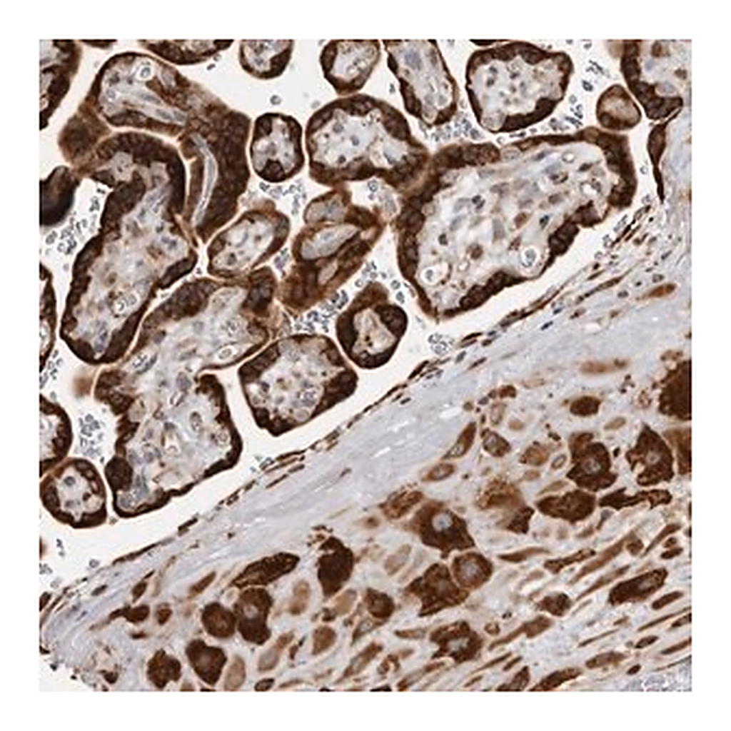 Merck Anti-ALPK2 antibody produced in rabbit