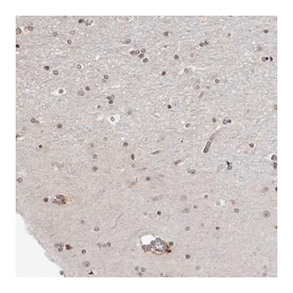 Merck Anti-SRGAP2 antibody produced in rabbit
