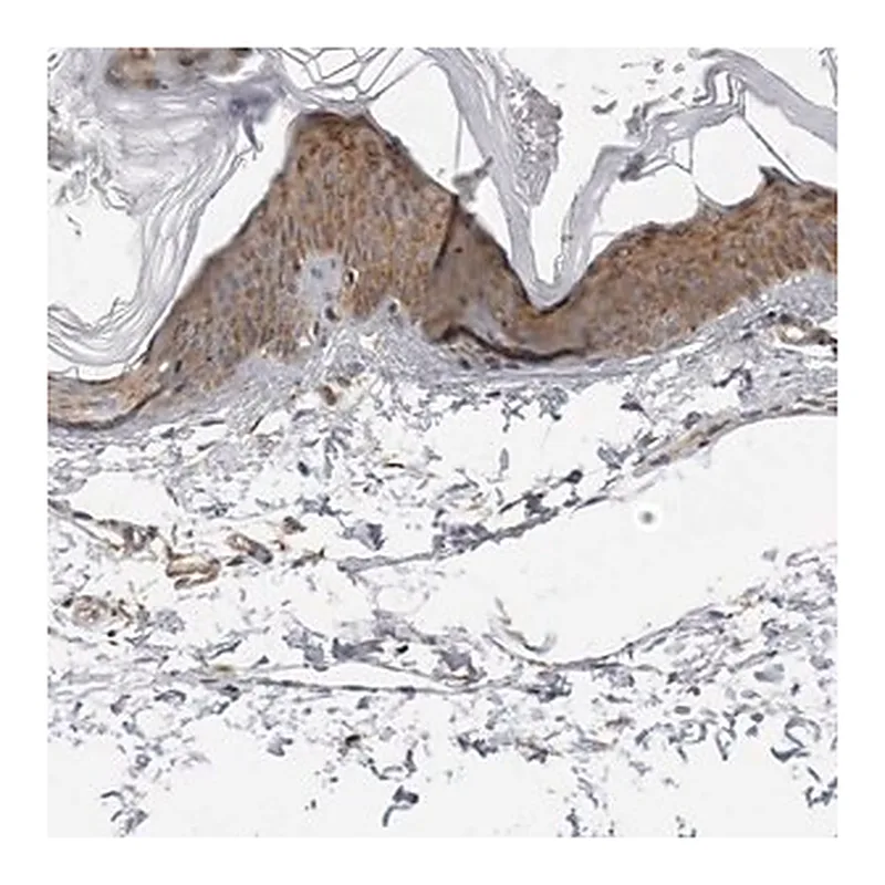 Merck Anti-SRGAP2 antibody produced in rabbit