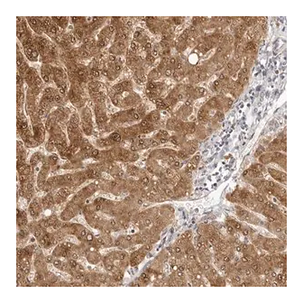 Merck Anti-FDPS antibody produced in rabbit